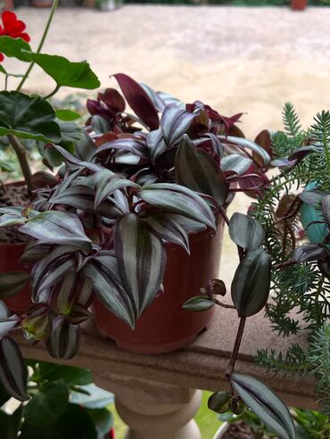 Otaq bitkiləri: Her nov guler var endirimnen verecem Gencedi istiyen yazsin satiş -da lalafo.az — 15 Otaq bitkiləri: Her nov guler var endirimnen verecem Gencedi istiyen yazsin satiş — 15