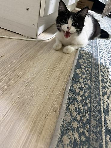 Отдам даром кошку: 1 год, Девочка — 1