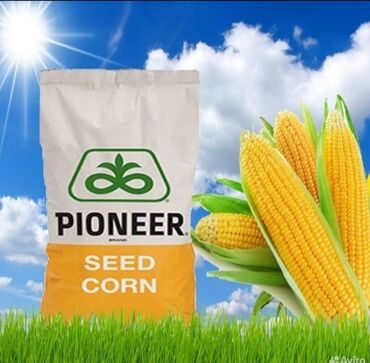 пионер семена: Семена и саженцы Кукурузы, Платная доставка