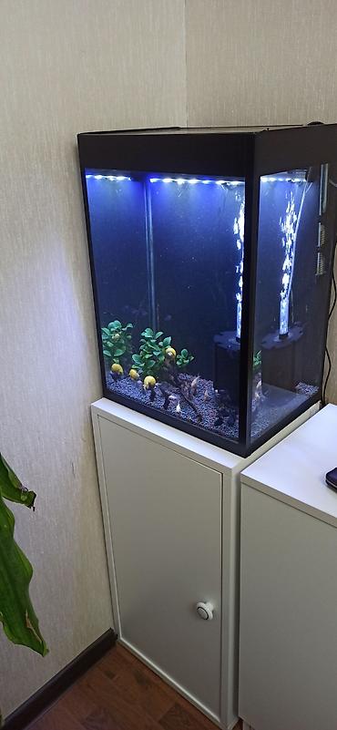 akvarium gəncə: Hündürlüyü 51.eni 27 uzunluğu 36 su tutumu 50 litr şkaf ilə balıqlar — 1