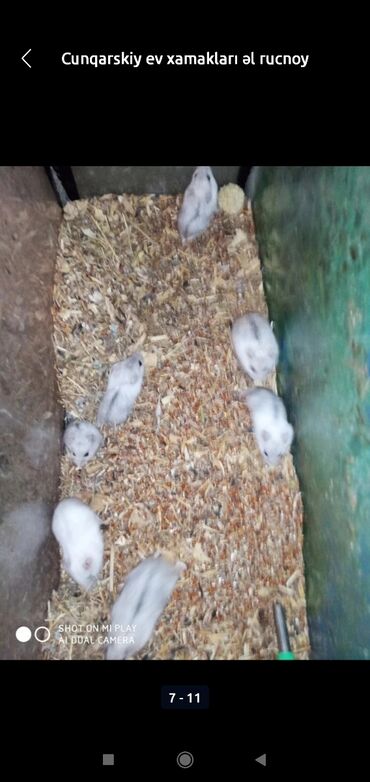 Gəmiricilər: Xamyaklar cunqariklar ən mehriban aqresiyası olmayan insana uyuşan — 4