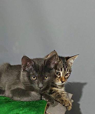 котятки: Кошка даром: Беспородная, 3 месяца, Мальчик, Приучена к лотку, Проглистована — 2