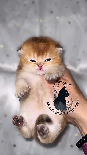 Продажа кошек: Скотиш Страйт (Шотландская прямоухая), 1 месяц, Мальчик, Золотая шиншилла, Приучена к лотку — 9