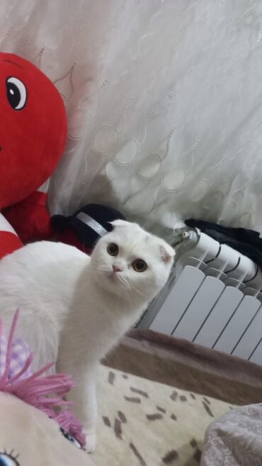 Pişiklər: Şotland, Dişi, Yaxşı əllərə, Pulsuz çatdırılma