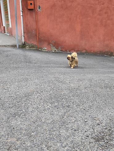 diri quzu qiymeti: Pekines, 1 il, Dişi, Peyvəndli, Ünvandan götürmə — 8
