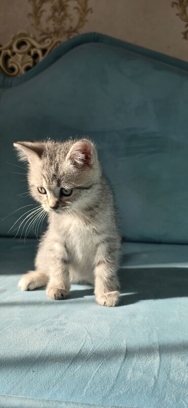 tüklü pişik: Tabbi, Yaxşı əllərə