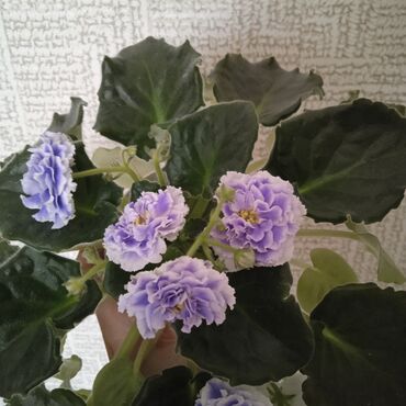 otaq bitkileri: Цветущие сортовые фиалки:Голубой туман