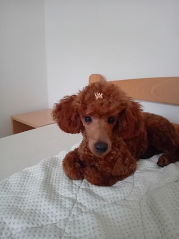 drveni krevet za psa: Crvena toy zenka 28 cm do grebena, ostenjena 25.11.2023. uredno