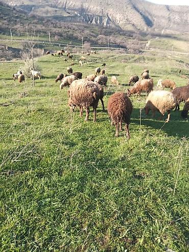 Mal-qara: Erkək quzular satılır isdəyən şəxslər əlaqə saxlasın — 2