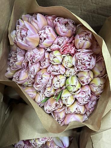 Букеты из живых цветов: Тюльпан оптом и в розницу,Тюльпаны срезанные, сортовые, упаковка по — 7