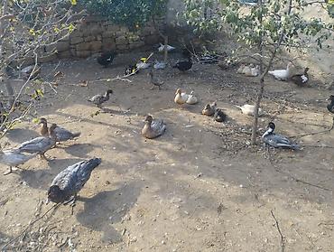 at satisi: Lal ördek Ler lavanda öküzü zümrüdü Macar 2 dişi 1 erkek 120 mnt tek — 9
