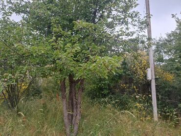 Bağ evlərinin satışı: Yardımlı, 120 kv. m, 4 otaqlı, Hovuzsuz, Qaz, İşıq -da lalafo.az — 7 Bağ evlərinin satışı: Yardımlı, 120 kv. m, 4 otaqlı, Hovuzsuz, Qaz, İşıq — 7