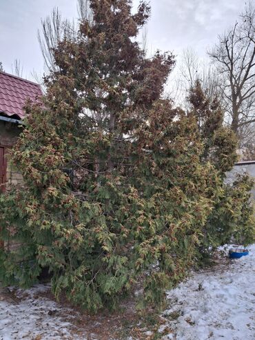 Декоративные деревья: Саженцы деревьев: Туя, Ель, Самовывоз