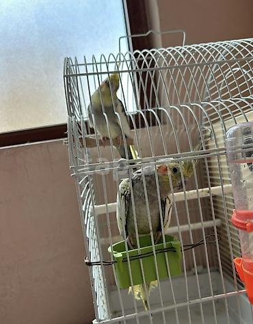 heyvanlar quşlar: Nimfa (Cockatiel) cütü – qəfəs və yuvalıqla birlikdə - Növ: Nimfa — 4