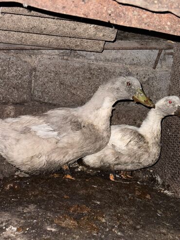 питьевые витамины для волнистых попугаев: Срочно утки продам