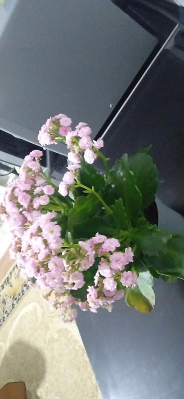 каланхоэ: Каланхоэ Каландива в горшке - Компактный куст с пышными соцветиями — 2