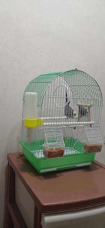 Зоотовары: Клетка для мелких и средних декоративных птиц (волнистые попугаи — 11