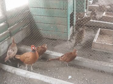 Gəmiricilər: Qirqovul satilir taliw sortu du fere ve xoruz var isdiyen elaqe