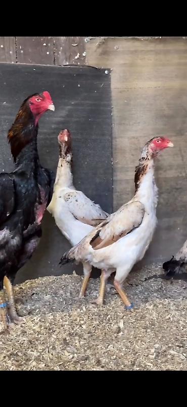 Toyuqlar: Toyuq, Damazlıq — 1