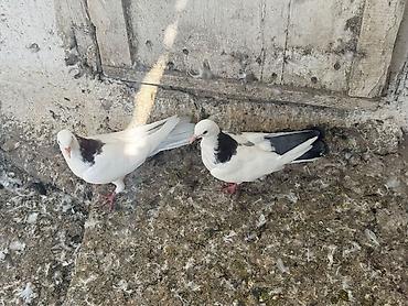 geref qus: Cavan quslardi goy boyun mayadi mor erkey olmalidi — 6