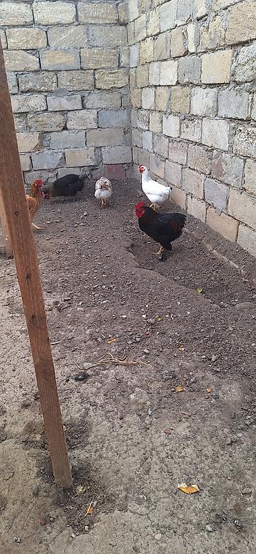 Toyuq, Yumurtalıq lalafo.az -da Toyuq, Yumurtalıq