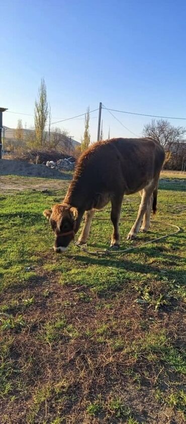 собака доберман сколько стоит: Продаю | Бык (самец) | Полукровка | На откорм | Привязанные