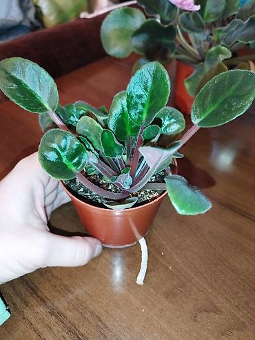 Фиалки и глоксинии: Продаю разные цветущие фиалки Цена за нецветущий 100 сом, остальные — 12