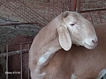 на ферме есть куры козлы и коровы: Продаю | Баран (самец) | Арашан | Для разведения | Осеменитель
