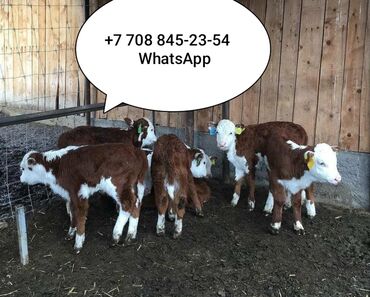 С/х животные и товары: Продаю | Бык (самец), Тёлка | На откорм, На забой, Для разведения | Племенные