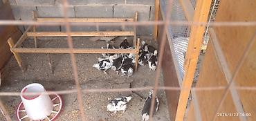 Куры, петухи: Продаю | Куры | Для разведения — 6