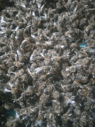 мелочи для дома: Продаю пчелиный подмор 200гр стакан 200с звонить