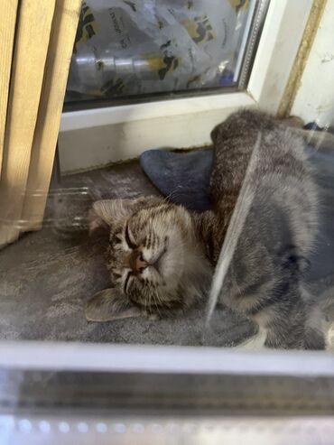 котята в добрые руки: Беспородная, 5 месяцев, Девочка, Серый