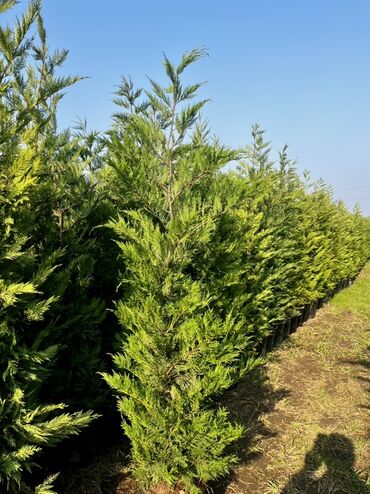 Tinglər: Məhsul: İynəyarpaqlı dekorativ ağac və xurma tingləri - Thuja/Kiparis — 12