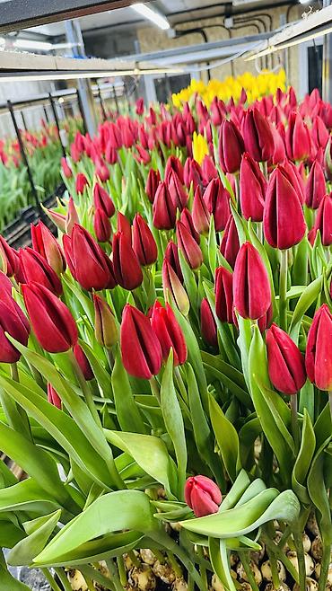 Букеты из живых цветов: ТЮЛЬПАНЫ ТЮЛЬПАНЫ ТЮЛЬПАНЫ на 8 марта. Бронь - Палитра: ярко‑желтые — 13