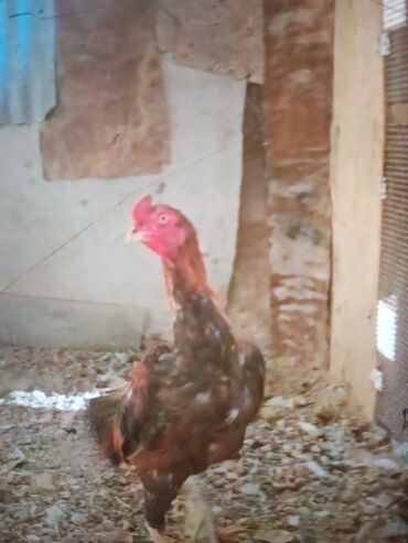 Xoruzlar: Məhsul: Uzunboyun döyüş tipi xoruz (fotoşəkillərdəki) Təsvir: - — 2