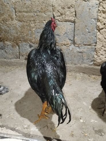 кошка домик: Дакан короз сатылат активный алмашу жолдору бар адрес Заря Тынчтык