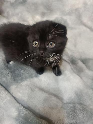Продажа кошек: 🐱 Продам породистых вислоухих котят! Очень красивые и милые котята 🥰 — 2