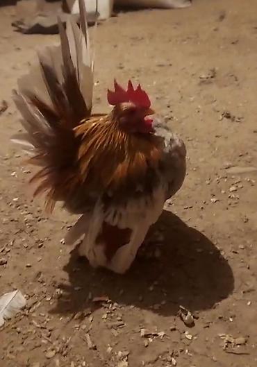 xoruz satlir: Yumurtalari olur satiq xoruzda var satiq — 1