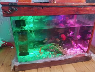 akvarium matoru: Akvaryum baliqlari ile birlikde baliq yemide üstünde.45m