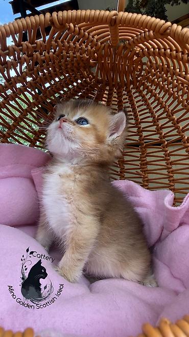 кошка веслоухий: Британская короткошёрстная, 1 месяц, Девочка, Золотая шиншилла, Приучена к лотку, Проглистована, С документами — 9