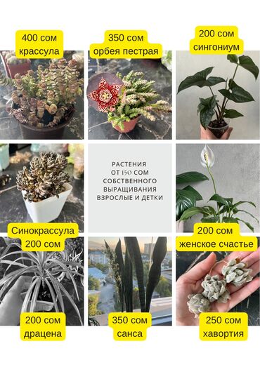 комнатные растении: ✅Можно выбрать по фото ✅Консультирую показываю растение по вотсап или