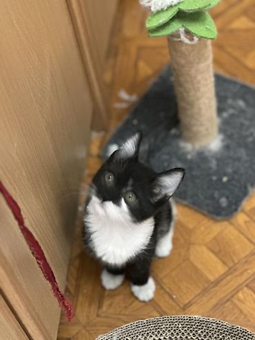 Отдам даром кошку: Котенок 3 месяца девочка привита приучена к лотку обработана от — 5