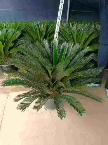 Другие товары для дома и сада: Продаются цветы — 9