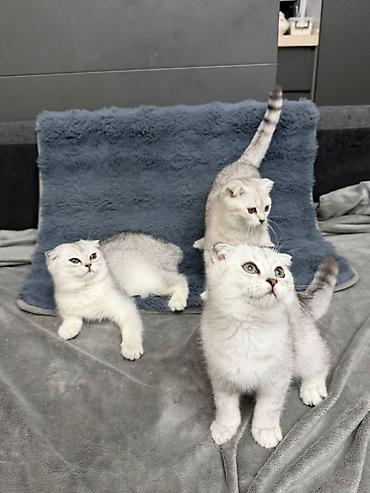 Кошки: Шотландская вислоухая — 6