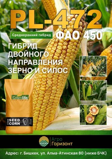 Зерновые культуры: Семена: Кукуруза, Самовывоз