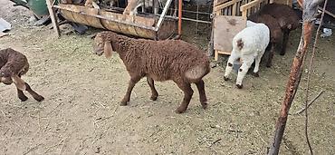Баран, овца: Продаю | Овца (самка), Ягненок, Баран (самец) — 13