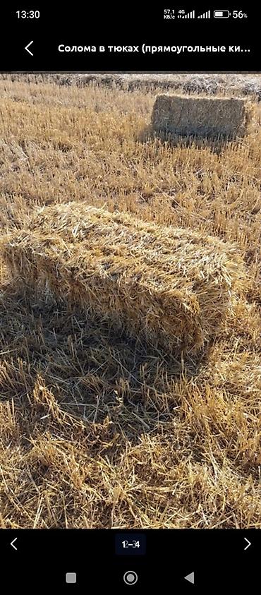 клевер тюки сено: Арпа саман Салома Кара балтада 45 сом — 1