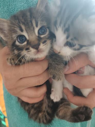котята дарлм: Котята, 2 малыша из одного помёта: - Окрас: один тигровый табби с — 4