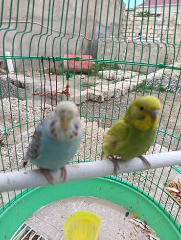 йоркширский терьер цена в баку: Salam tutuquwu satilit 2si qefesle birlikde 45 azn gunduz evde okmuram at lalafo.az йоркширский терьер цена в баку: Salam tutuquwu satilit 2si qefesle birlikde 45 azn gunduz evde okmuram