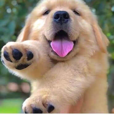 İtlər: Labrador-retriver, 1 ay, Erkek, Pulsuz çatdırılma — 8